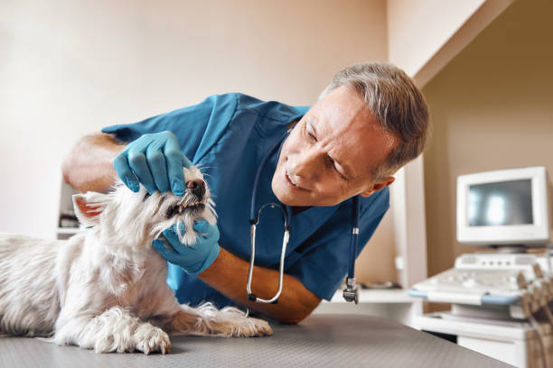  Saginaw, MI Emergency Dentist Pros
